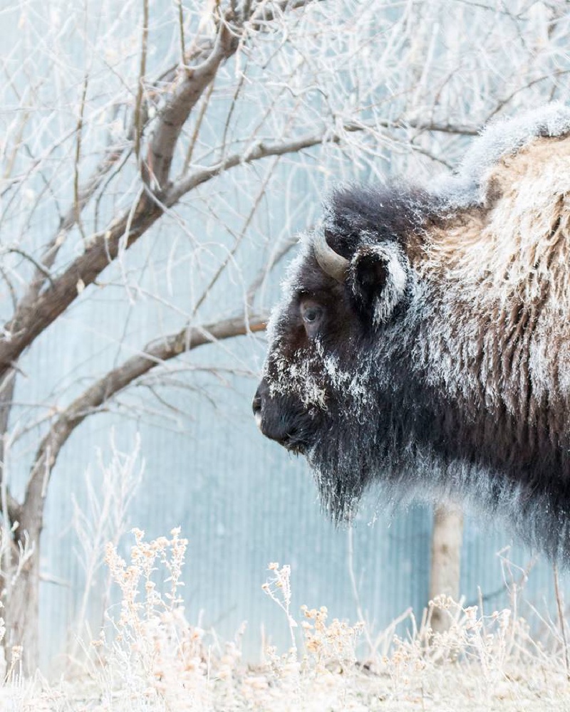 Black-Hills-SD/800x600_frosty Valentine near Spearfish.jpg